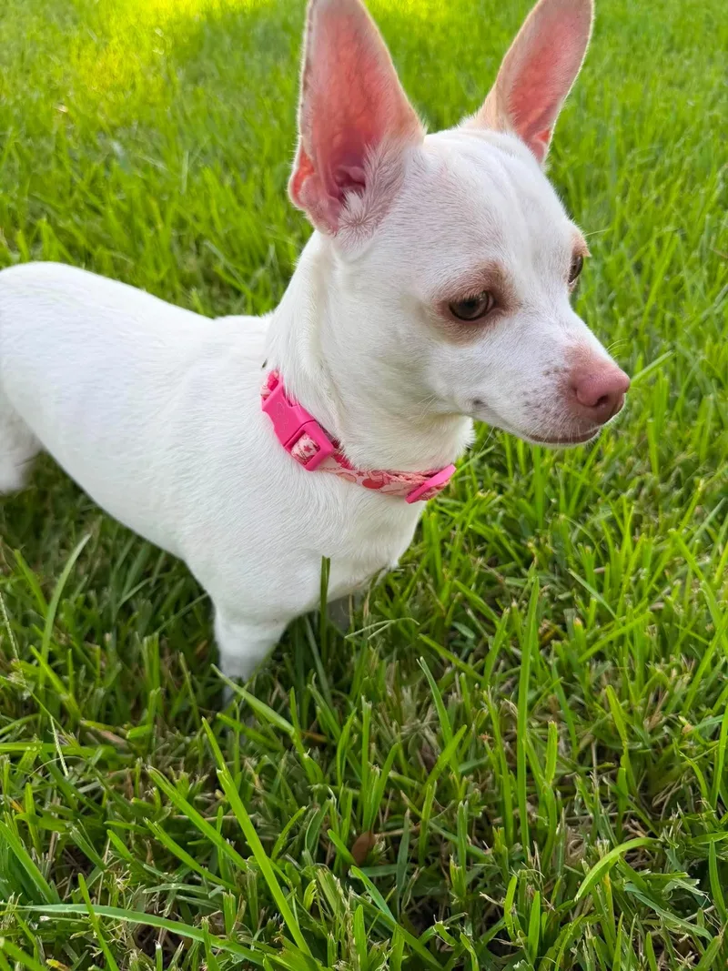 A young small-sized female White / Cream Chihuahua dog named Bianca for adoption in Tomball, TX