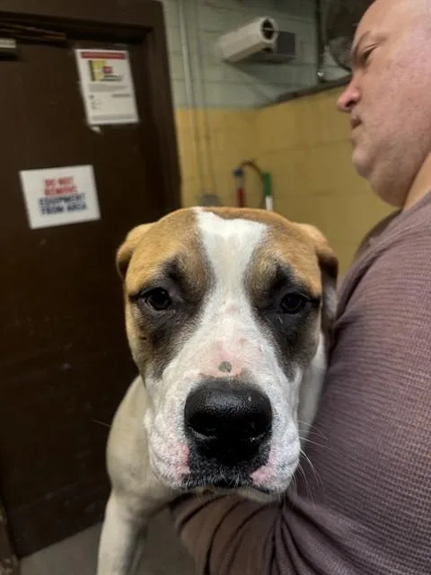A young medium-sized female Saint Bernard dog named Luna for adoption in Stockton, CA