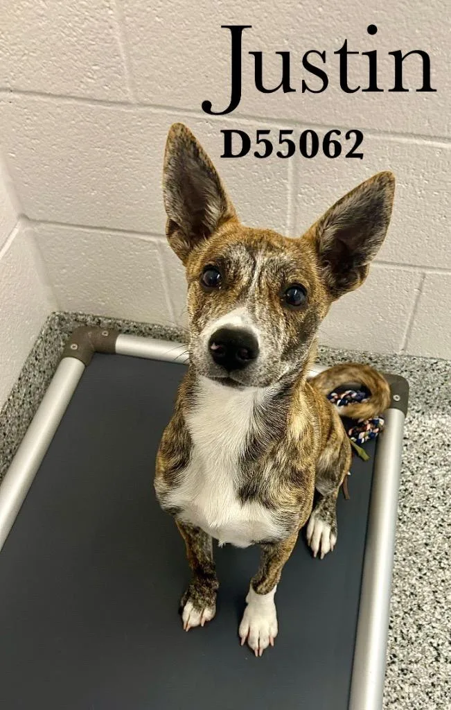 A baby small-sized male Mixed Breed dog named Justin for adoption in Clarksville, TN