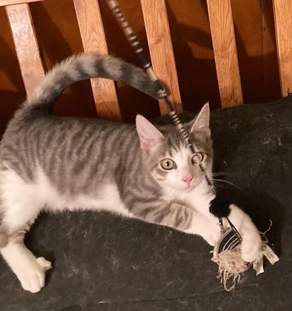 A baby medium-sized male Domestic Short Hair cat named Mickey for adoption in Cleveland, OH
