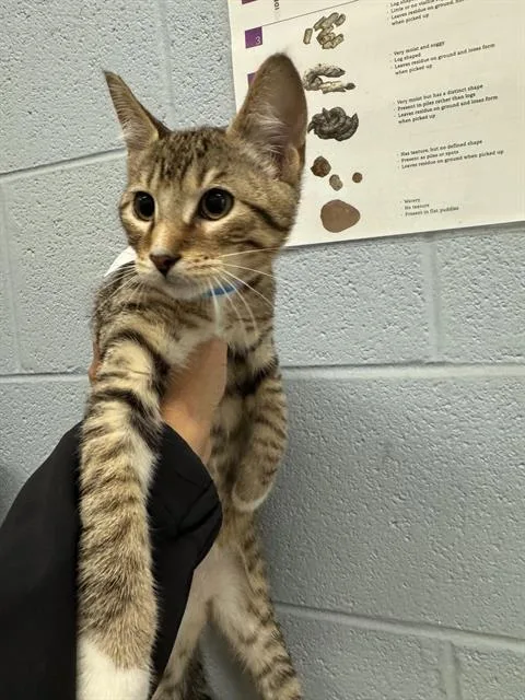 A baby medium-sized male Domestic Short Hair cat named Anders for adoption in Grand Prairie, TX
