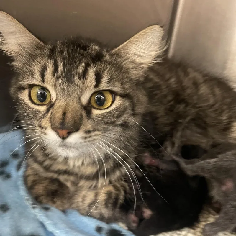 An adult medium-sized female Brown / Chocolate Domestic Short Hair cat named Honey for adoption in Port Charlotte, FL