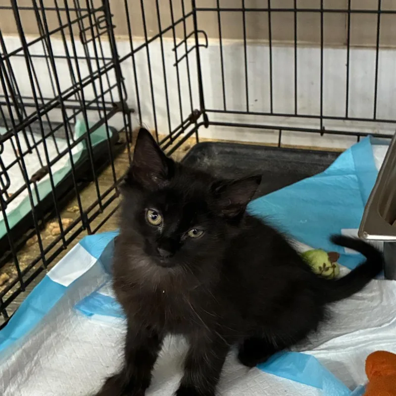 A baby small-sized male Black Domestic Short Hair cat named Diablo for adoption in Hattiesburg, MS