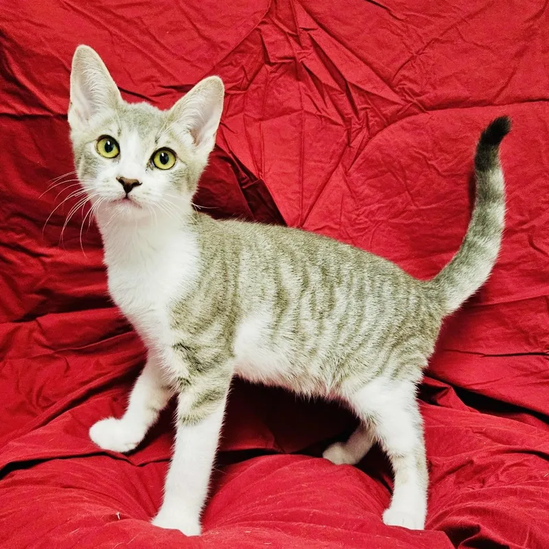 A baby medium-sized male Tabby (Gray / Blue / Silver) Tabby cat named Tamale for adoption in Beverly Hills, CA