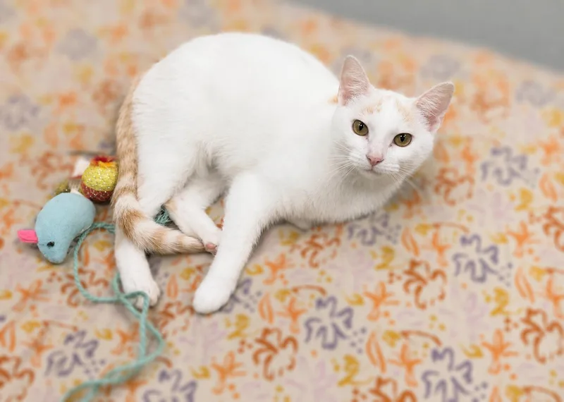 A young medium-sized female White Domestic Short Hair cat named Phoenix for adoption in Jefferson, IA