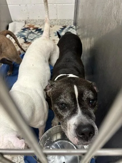 An adult medium-sized male Pit Bull Terrier dog named Roko for adoption in Atlanta, GA