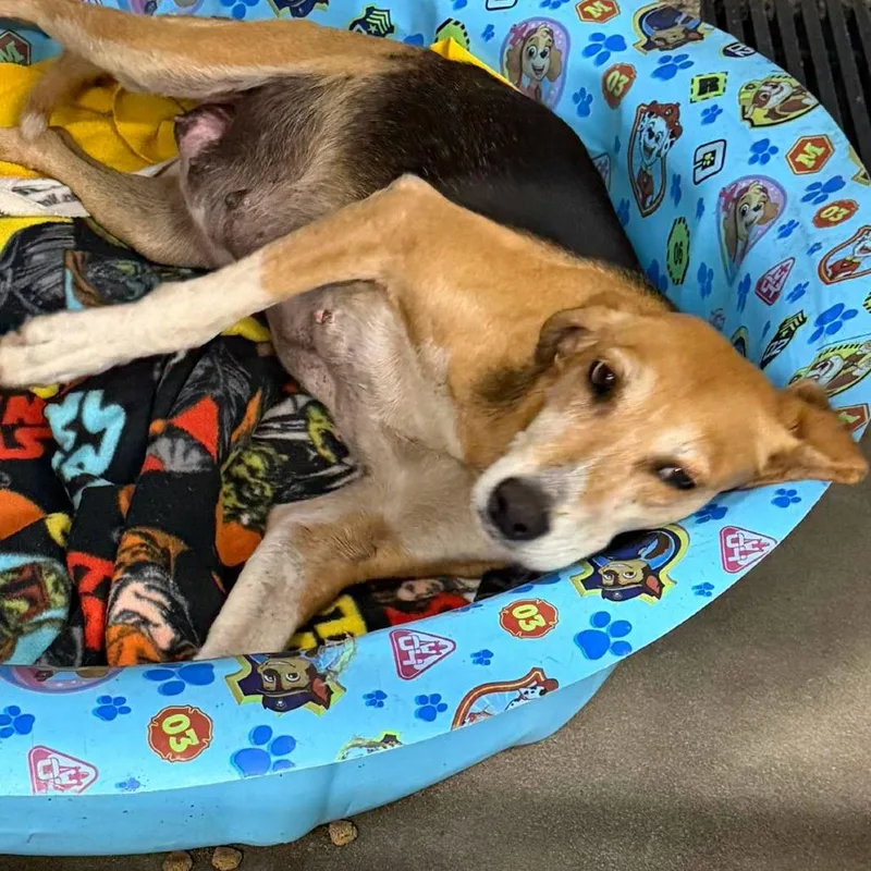 A senior small-sized female Yellow / Tan / Blond / Fawn Hound dog named Shelly for adoption in Glenfield, NY