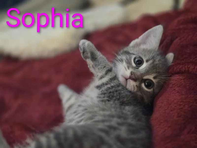 A baby medium-sized female Tabby (Gray / Blue / Silver) Domestic Short Hair cat named Sophia for adoption in La Crescent, MN