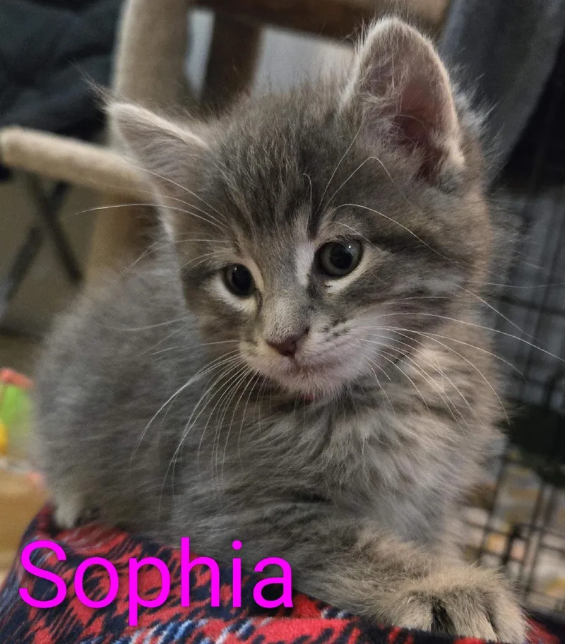 Sophia thumbnail 2