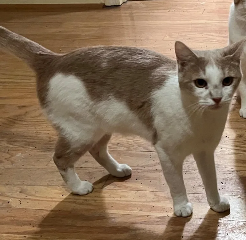 A young medium-sized female Domestic Short Hair cat named Ann Margaret for adoption in Hoover , AL