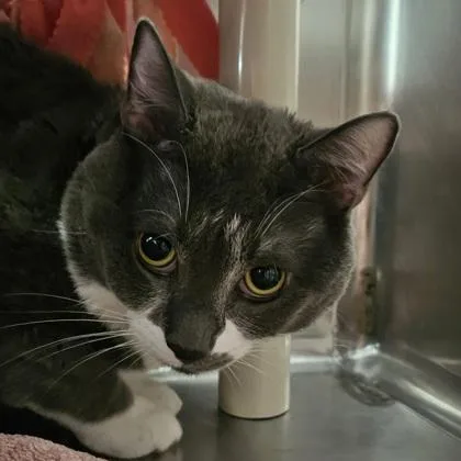 Gizmo
