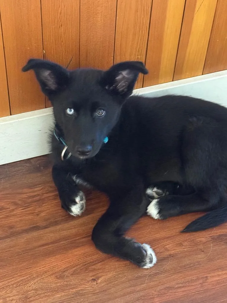 A baby small-sized female Husky dog named Liberty for adoption in St. Helens, OR