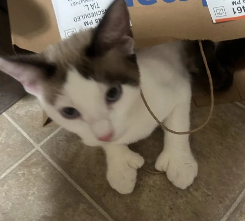 A young medium-sized female Siamese cat named Matilda for adoption in Long Beach, CA