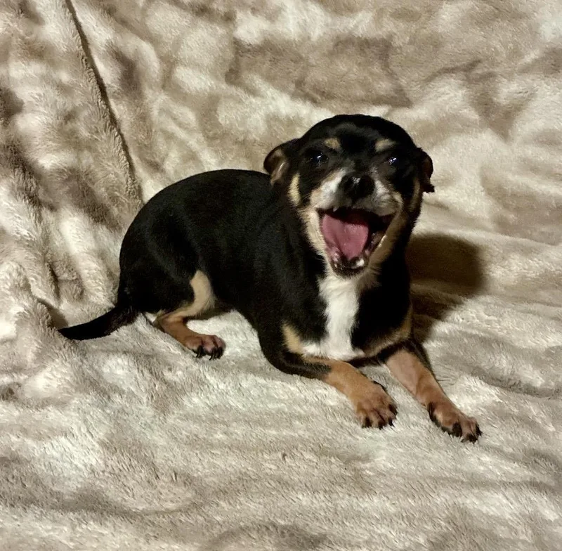 An adult small-sized female Tricolor (Brown, Black, & White) Chihuahua dog named Mousie for adoption in Pelham, NH