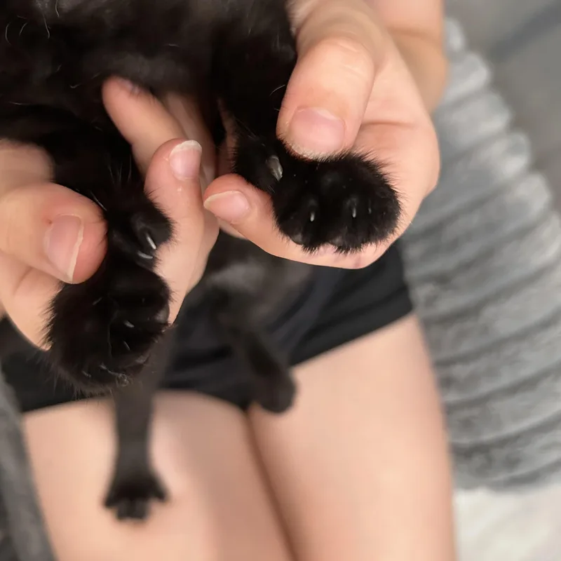 Nya thumbnail 3