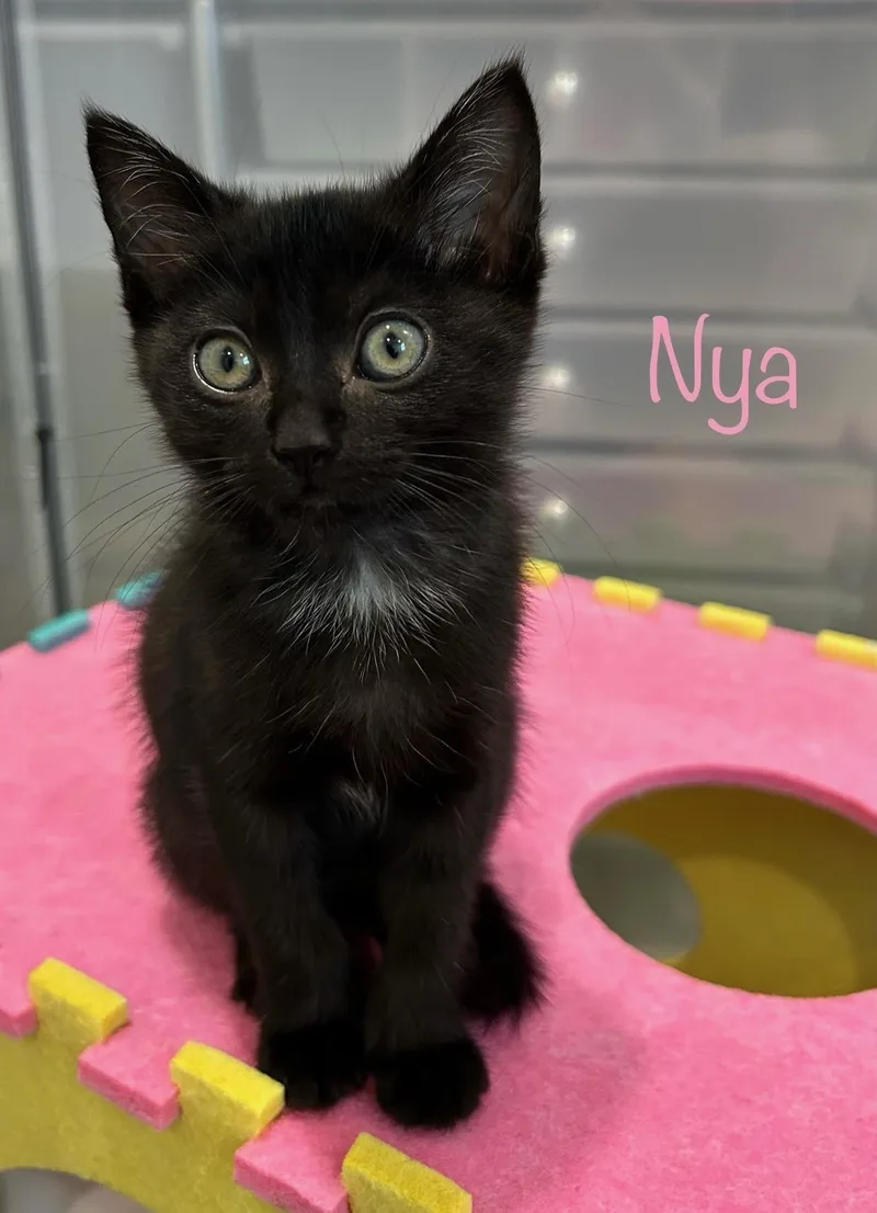 Nya thumbnail 5