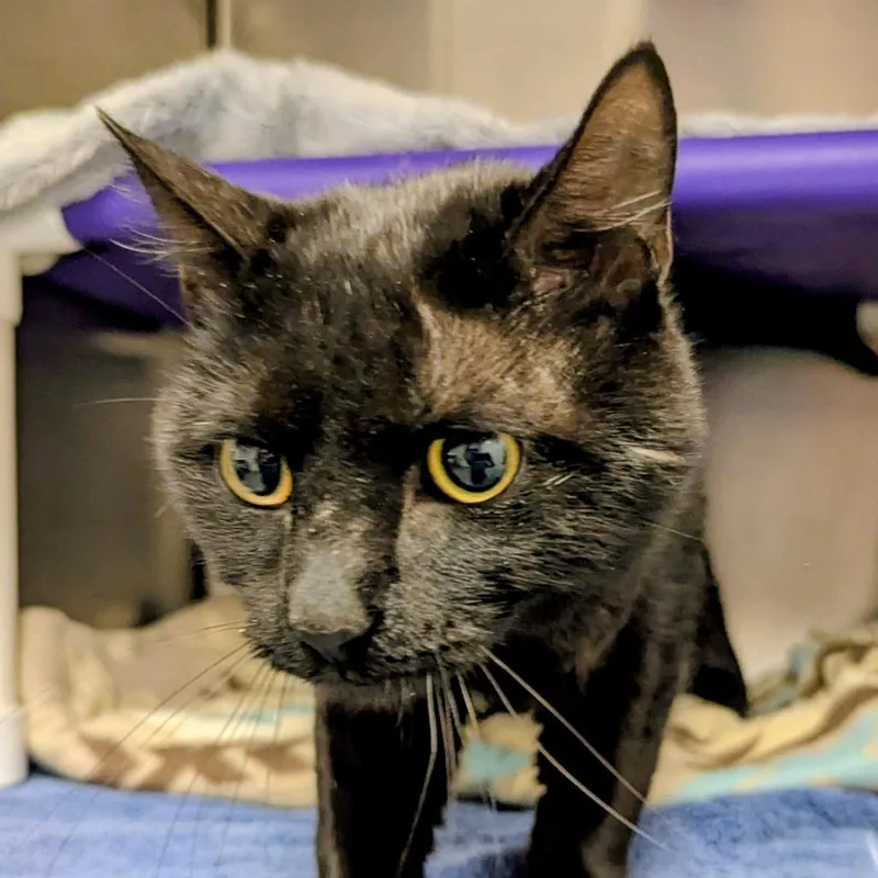 An adult medium-sized male Black Domestic Short Hair cat named Maverick for adoption in Marysville, OH