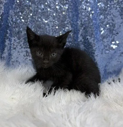 A young medium-sized male Black Domestic Short Hair cat named Mack for adoption in Clarkesville, GA