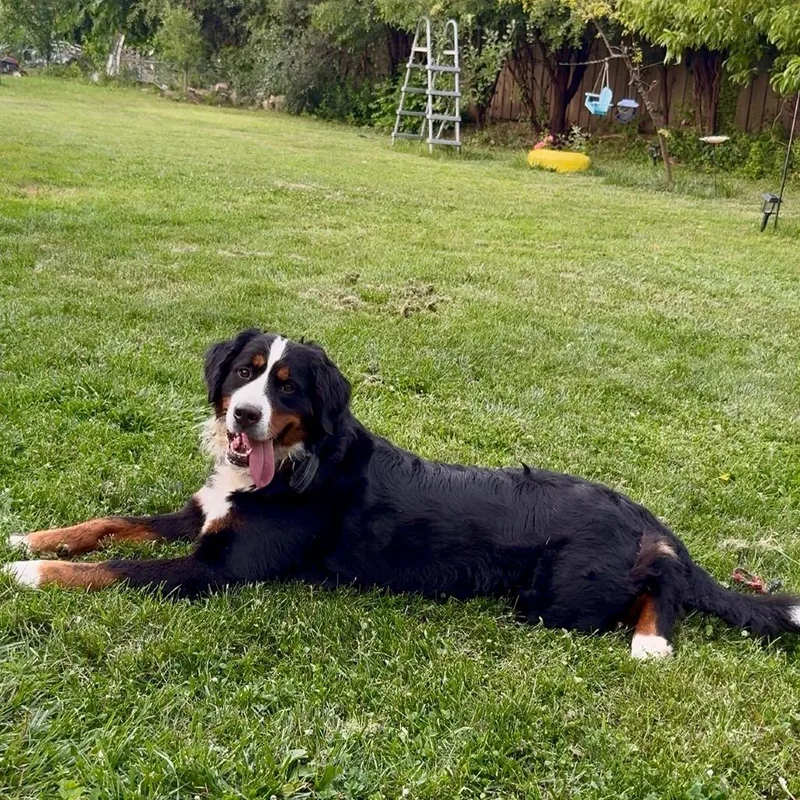 An adult large-sized female Bernese Mountain Dog dog named Poppy Seed for adoption in Northbrook, IL
