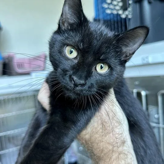 A baby small-sized male Black Domestic Short Hair cat named Maui for adoption in Matteson, IL