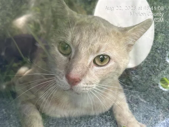 A young small-sized male Domestic Short Hair cat named Wheaties for adoption in Ocala, FL
