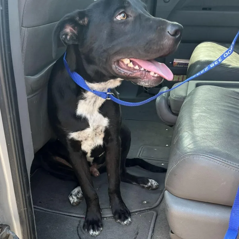 An adult medium-sized male Black Labrador Retriever dog named Gaston for adoption in Bernalillo, NM