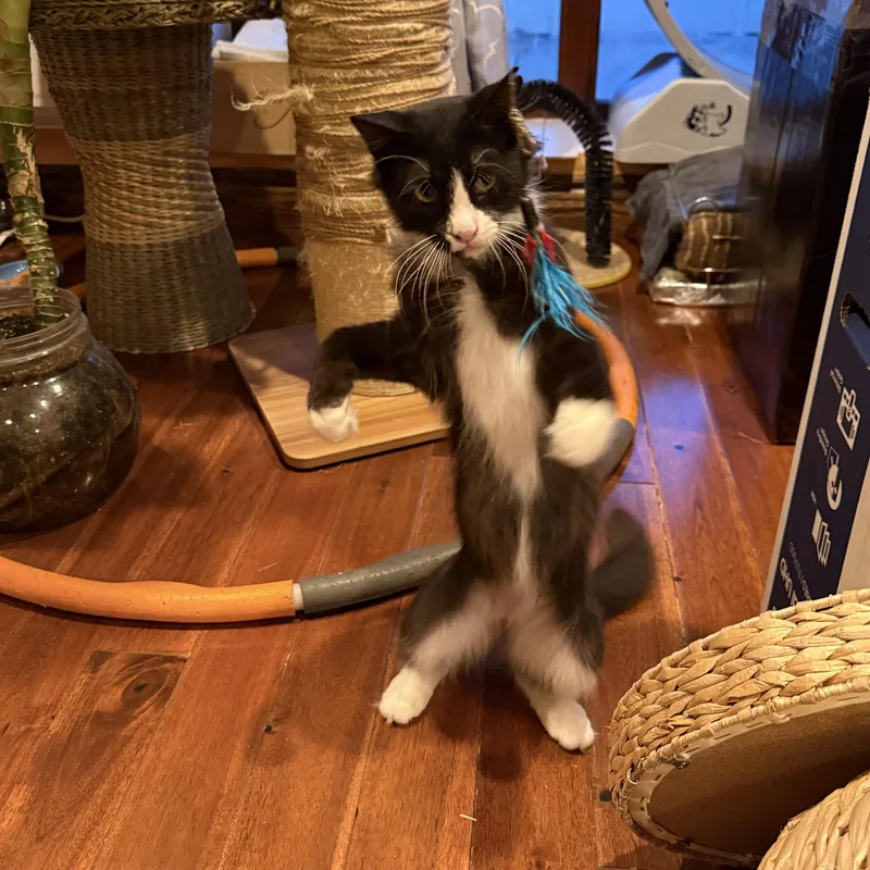 A baby medium-sized male Black & White / Tuxedo Domestic Medium Hair cat named Milan for adoption in Brooklyn, NY