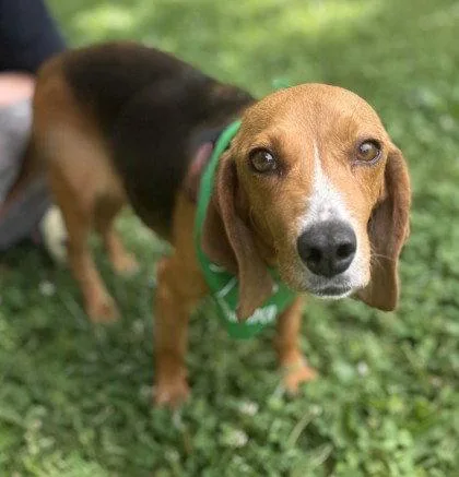 An adult small-sized female Beagle dog named Jersey Devil for adoption in Midland, VA