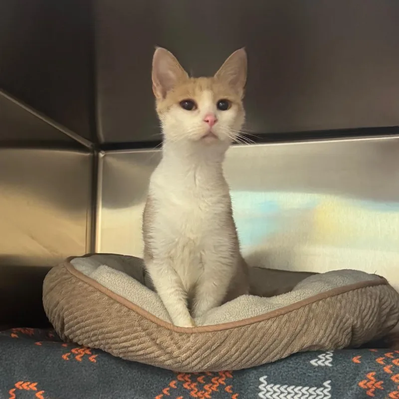 An adult medium-sized female Buff / Tan / Fawn Domestic Short Hair cat named Crunchy Leaf for adoption in Charlottesville, VA
