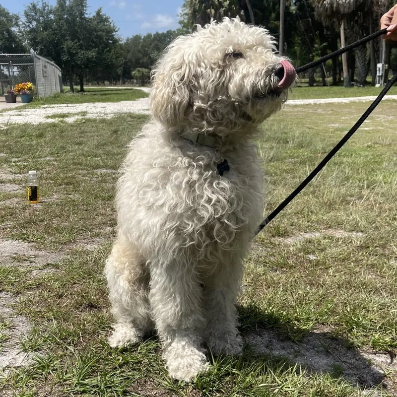 Ozzie