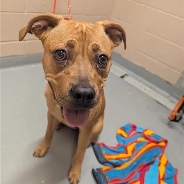 An adult medium-sized female Red / Chestnut / Orange Pit Bull Terrier dog named Dede for adoption in Tacoma, WA