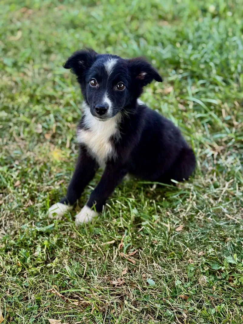 A baby medium-sized female Australian Shepherd dog named Wanda for adoption in Iron Ridge, WI
