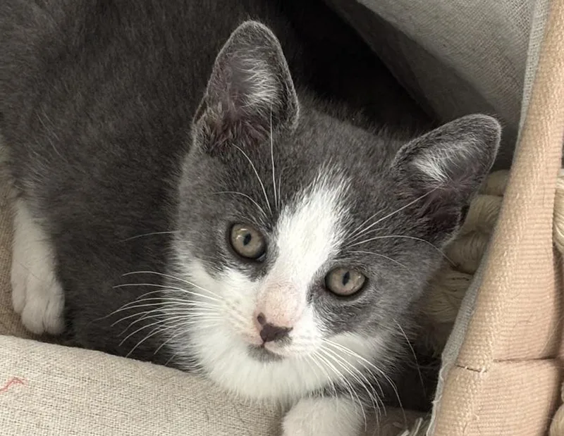 A baby small-sized female Gray & White Domestic Short Hair cat named Zara for adoption in Columbus, IN