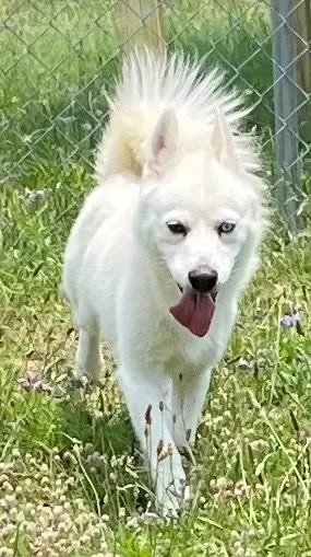 An adult small-sized male American Eskimo Dog dog named Legacy for adoption in Augusta, GA