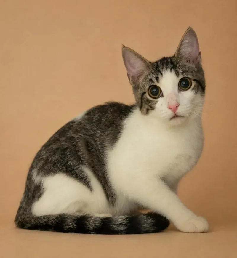 A baby small-sized male Domestic Short Hair cat named Noah for adoption in Columbia, TN