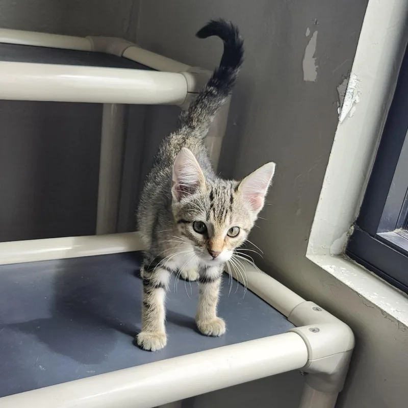 A baby small-sized male Domestic Short Hair cat named Truman for adoption in Ponca City, OK