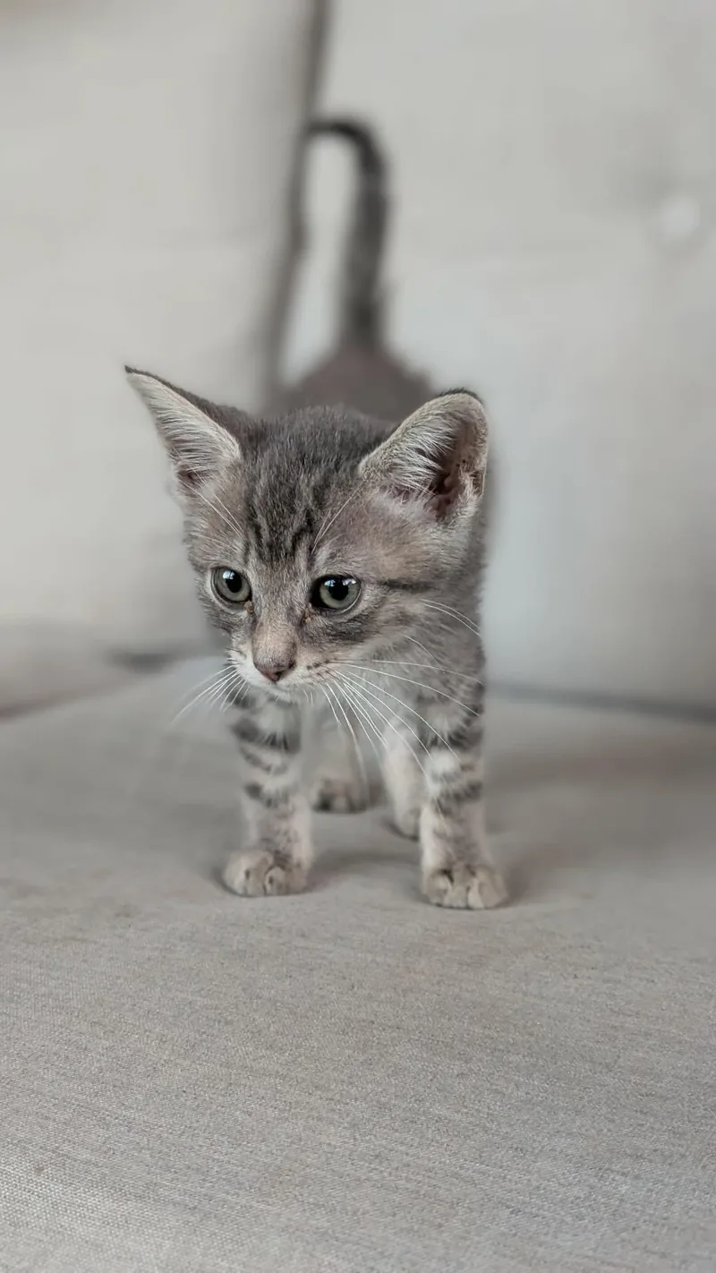 A baby medium-sized male Tabby (Gray / Blue / Silver) Domestic Short Hair cat named Fenway for adoption in Tulsa, OK