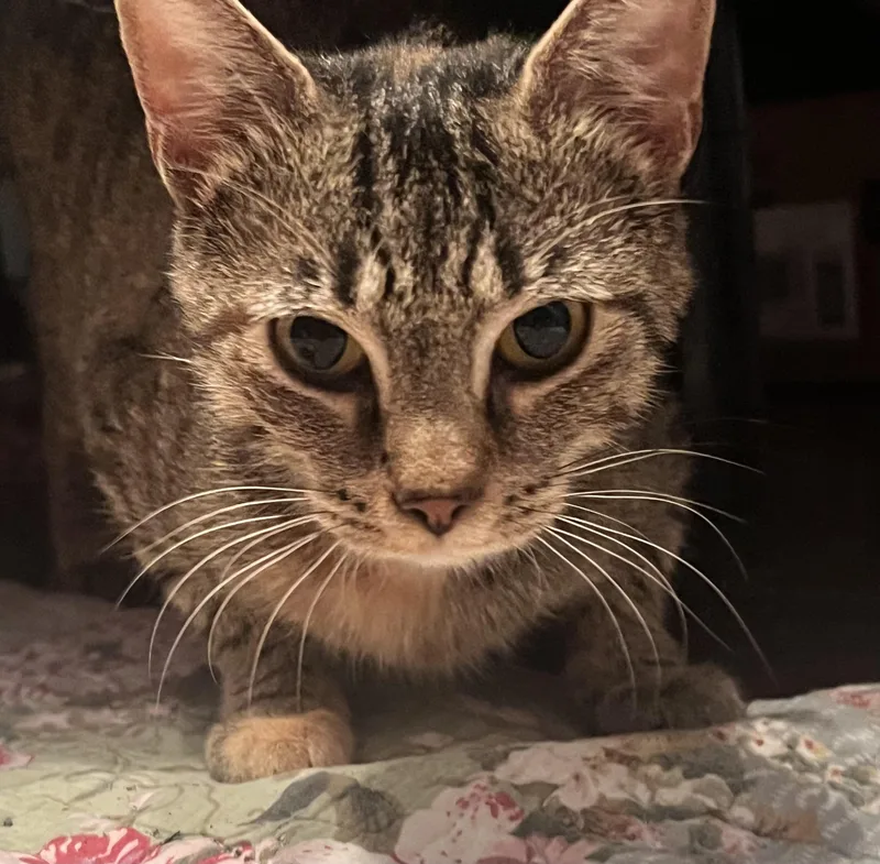 A young medium-sized female Tabby (Brown / Chocolate) Tabby cat named Mimi for adoption in Plain City, OH