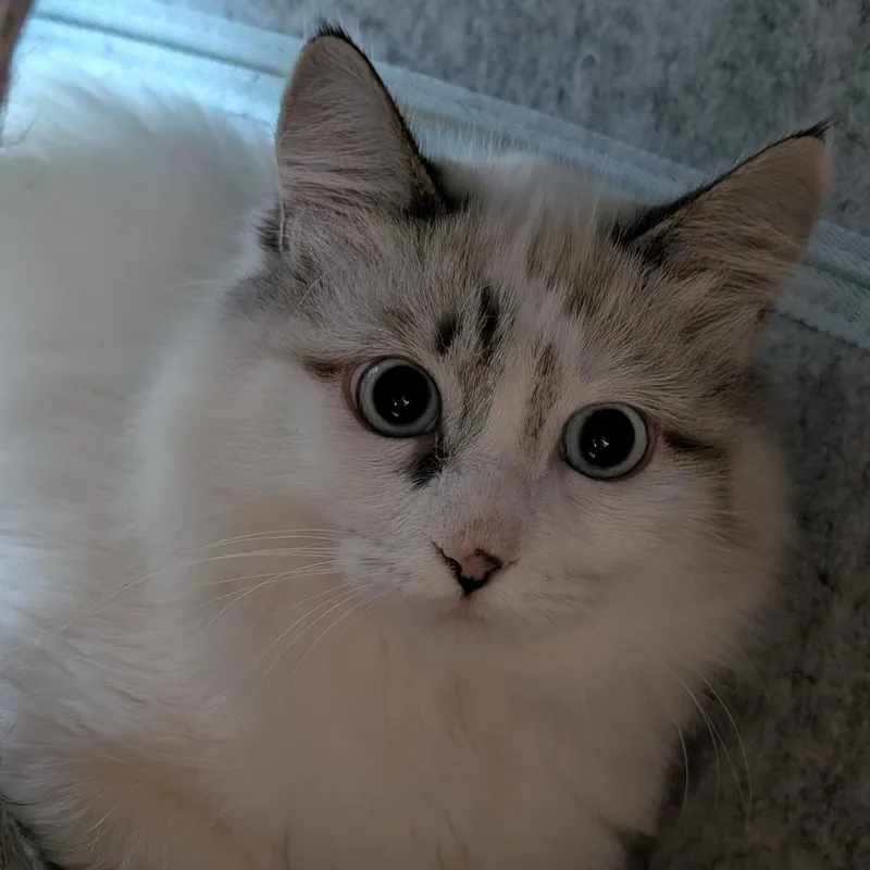 A baby small-sized female Domestic Medium Hair cat named Duchess for adoption in Sonoma, CA