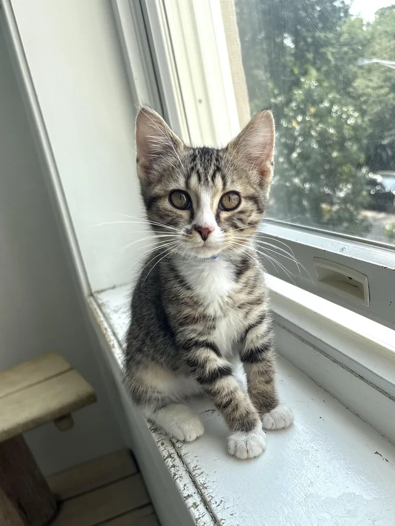 A baby medium-sized male White Domestic Short Hair cat named Mochi for adoption in Chicago, IL