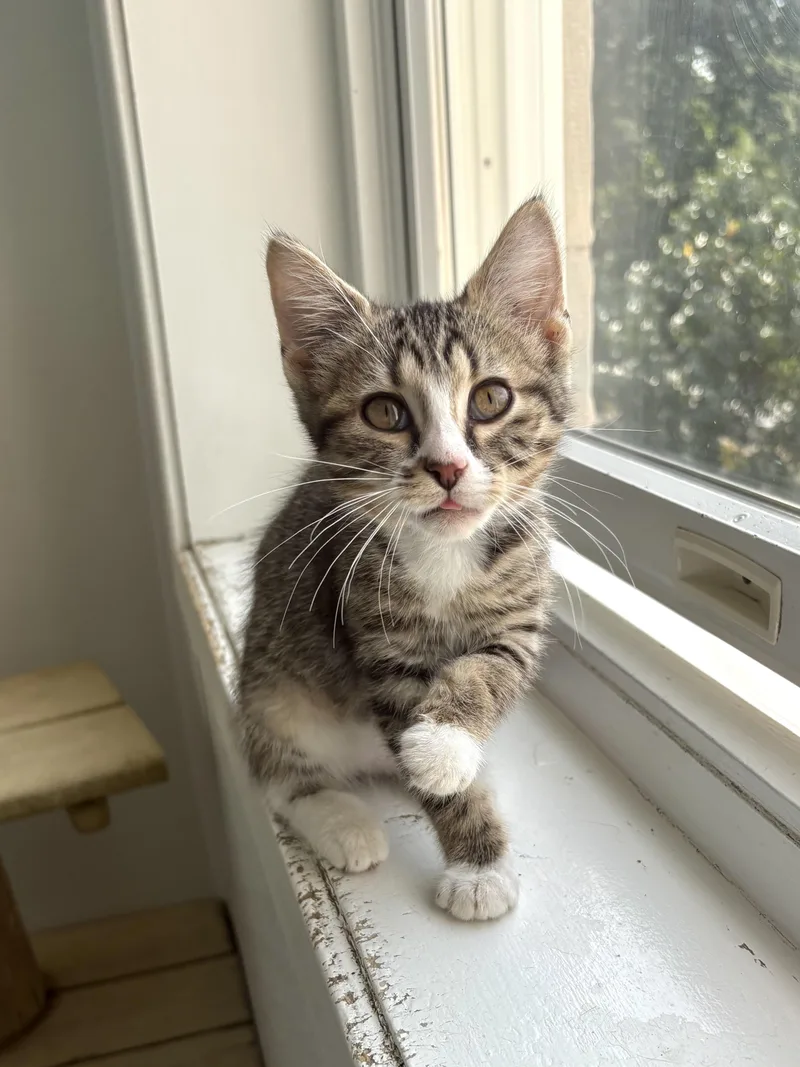 Mochi thumbnail 2