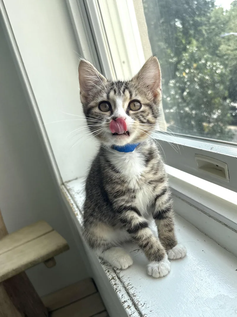 Mochi thumbnail 3