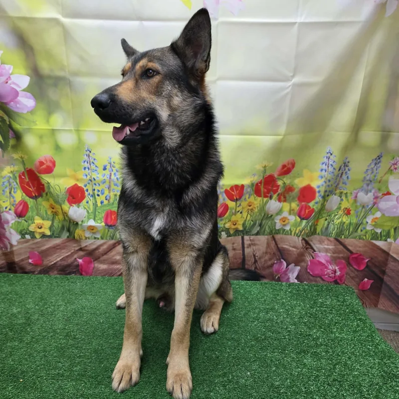 An adult large-sized male Sable German Shepherd Dog dog named Bryson for adoption in Statesboro, GA