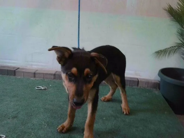 A young medium-sized male German Shepherd Dog dog named Shadow for adoption in Baldwin Park, CA