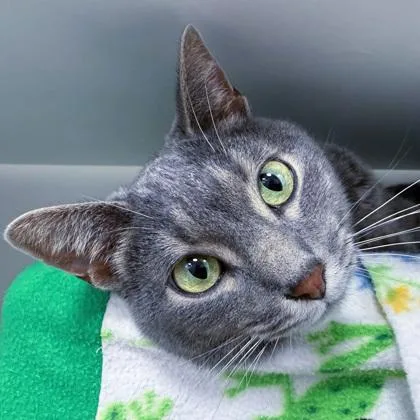 An adult small-sized male Domestic Short Hair cat named Frankie Grande for adoption in Wheaton, IL