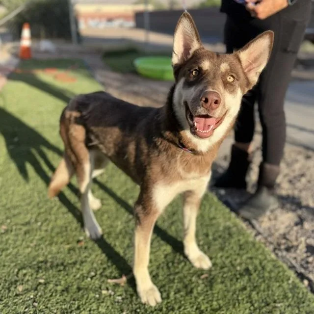 A young medium-sized female Black Husky dog named Cheyenne for adoption in Bullhead City, AZ