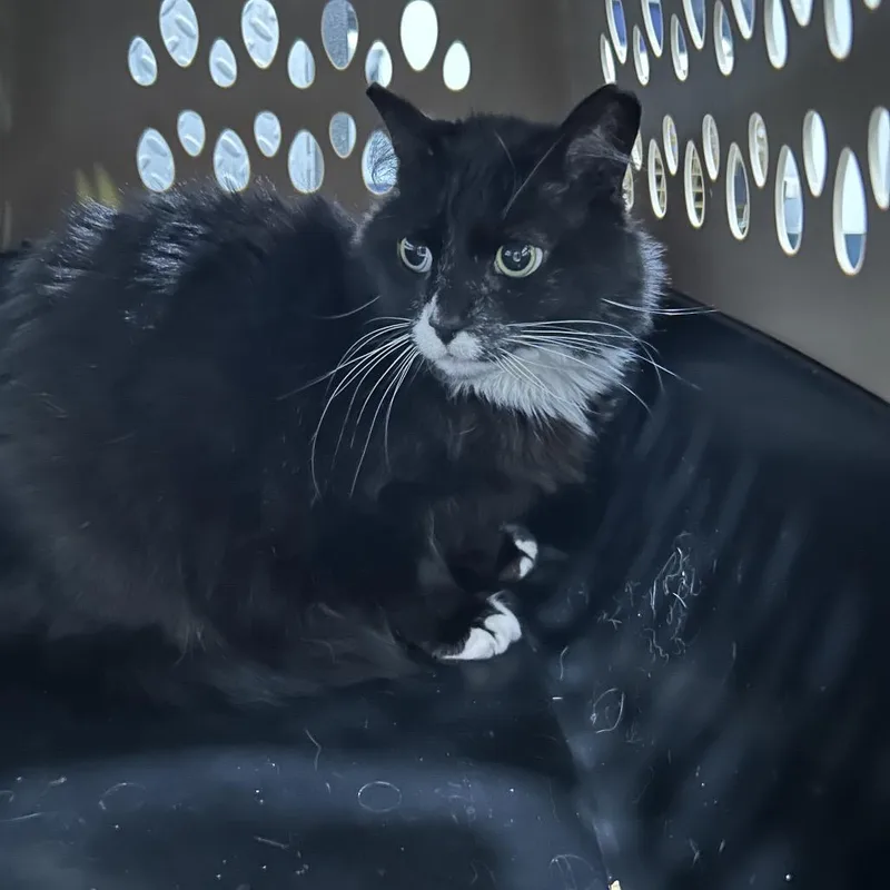 A senior medium-sized male Black Domestic Long Hair cat named Olive Tree for adoption in Oyster Bay, NY