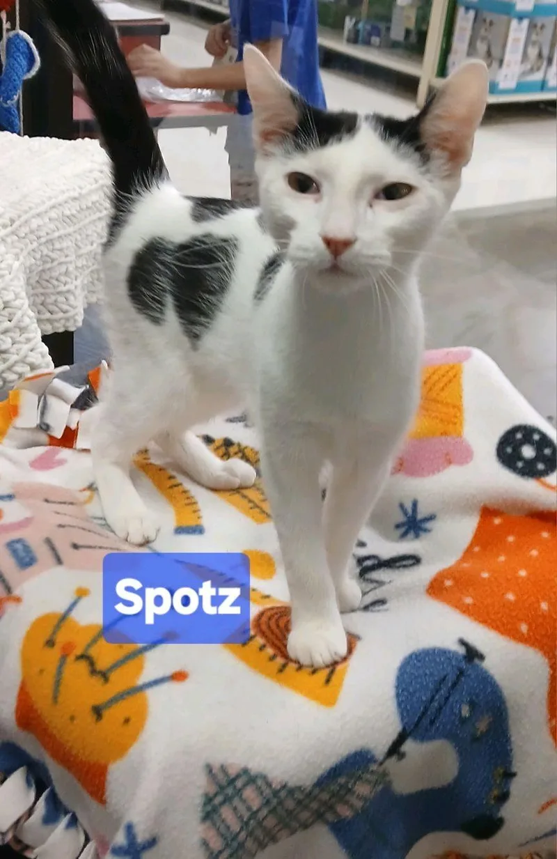 A young medium-sized male White Domestic Short Hair cat named Spotz for adoption in Philadelphia, PA
