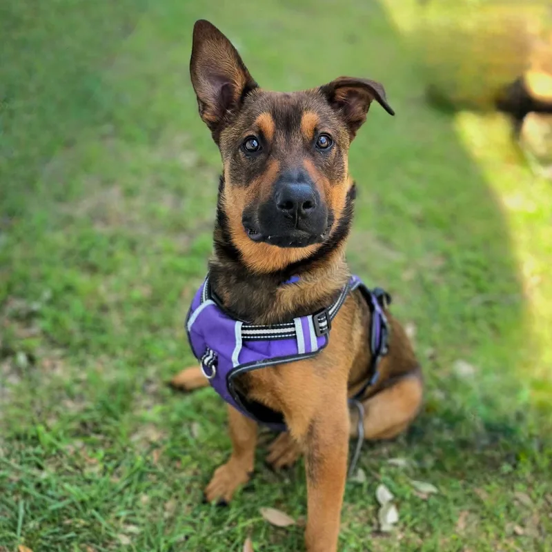 A young large-sized male Shepherd dog named Kenai for adoption in Justin, TX