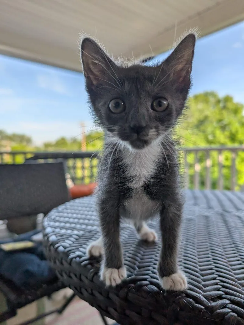 A baby small-sized female Domestic Short Hair cat named Squirmy for adoption in Knoxville, TN